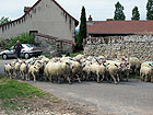 Schafherde
