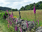 Blumen