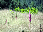 Blumen