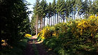 Waldweg