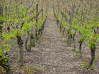 Rebberge in Franken