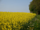 Felder bei Reubach Felder bei Reubach