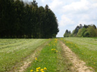 Schöner Weg bei Zähringen Schöner Weg bei Zähringen