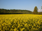 Rapsfeld in Lonsee Rapsfeld in Lonsee