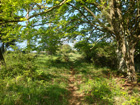 Weg oberhalb Lonsee