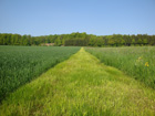 Schner Weg vor Scharenstetten