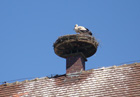 Storchennest in Schemmerberg