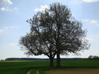 Grosse Linde in Mettenberg