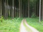 schöner Waldweg vor Bad Waldsee schöner Waldweg vor Bad Waldsee