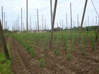 Hopfenfeld bei Unterteuringen Hopfenfeld bei Unterteuringen