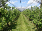 Obstplantage bei Unterteuringen Obstplantage bei Unterteuringen