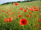 Mohnblumen Mohnblumen