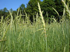 Kornfeld bei Harkirchen Kornfeld bei Harkirchen