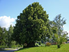 Die Linde in Linden Die Linde in Linden