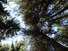 Im Kempter Wald
