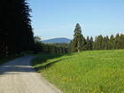 Im Wirlinger Wald