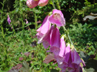 Blume