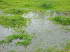 Regenpfütze, alles nass Regenpfütze, alles nass