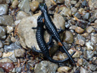 2 Salamander 2 Salamander