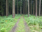 Waldweg vor Simmerberg Waldweg vor Simmerberg