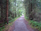 Waldweg vor Allmannsried