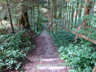 Waldweg bei Sigmarzell