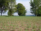 Feld bei Ermattingen Feld bei Ermattingen