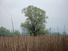 Schilf vor Radolfzell Schilf vor Radolfzell