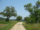 Weg bei Markelfingen Weg bei Markelfingen