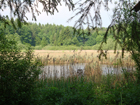 Teich vor Allensbach Teich vor Allensbach
