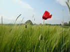 Mohnblume im Kornfeld Mohnblume im Kornfeld