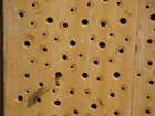 Insekten Hotel Insekten Hotel