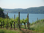 Rebberg vor Überlingen Rebberg vor Überlingen