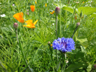 Blumenwiese Blumenwiese