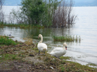 2 Schwäne 2 Schwäne