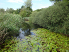Eriskircher Ried Eriskircher Ried