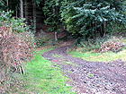 Waldweg zum Hohen Bogen Waldweg zum Hohen Bogen