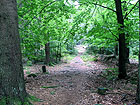 Waldweg Waldweg