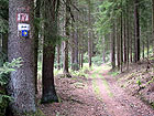 Waldweg Waldweg