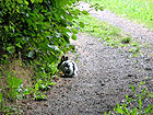 Kaninchen Kaninchen