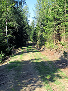 Waldweg Waldweg