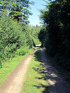 Waldweg Waldweg