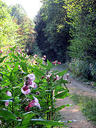 Natur Natur