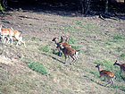 Wildtiere Wildtiere