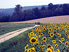 Feldweg Feldweg