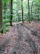 Forstweg Forstweg