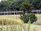 Hopfengarten Hopfengarten
