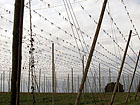 Hopfengarten Hopfengarten