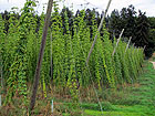 Hopfengarten Hopfengarten