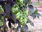 Hopfen Hopfen